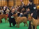 Indy Crufts 2011 1st PB